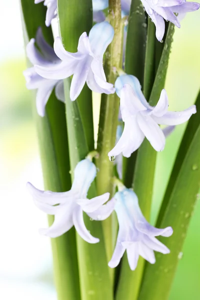 Schöne Hyazinthe, auf hellem Hintergrund — Stockfoto