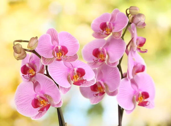 Milda vackra orkidé på naturliga bakgrund — Stockfoto