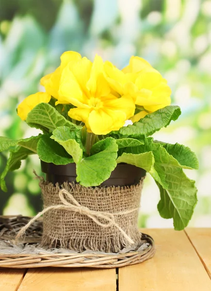 Vackra gula primula i blomkruka på träbord på grön bakgrund — Stockfoto