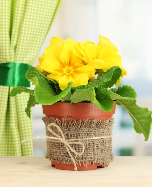 Bela primula amarela em vaso de flores na soleira da janela de madeira — Fotografia de Stock