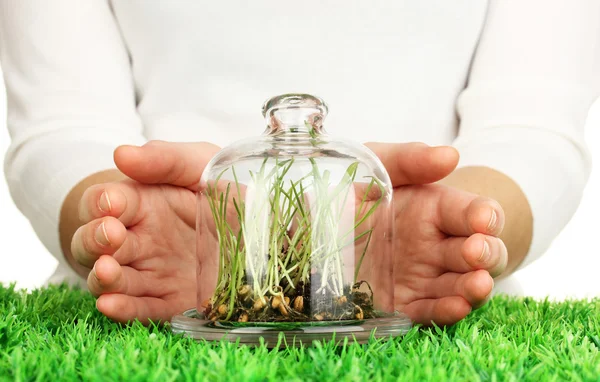 Hands protect grass under glass cover — Stock Photo, Image