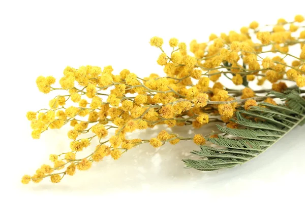 Twijgen van mimosa bloemen, geïsoleerd op wit — Stockfoto