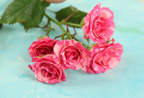 美丽的粉红色玫瑰特写，颜色背景上 — 图库照片