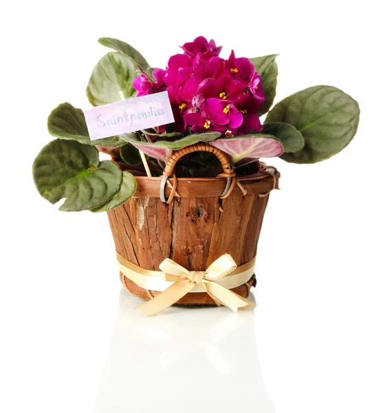 Heldere saintpaulia in houten bloempot, geïsoleerd op wit — Stockfoto