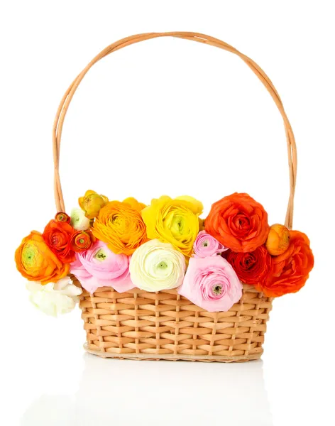 Ranunculus (persian buttercups) in basket, isolated on white — Stock Photo, Image