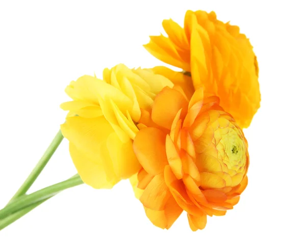 Ranunculus (persian buttercups), isolated on white — Stock Photo, Image