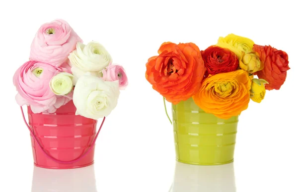 Ranunculus (persian buttercups) in pails, isolated on white — Stock Photo, Image