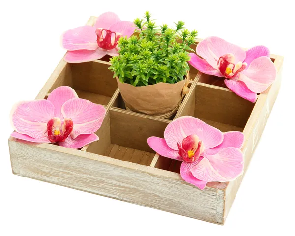 Beautiful flowers arranged in wooden box isolated on white — Stockfoto