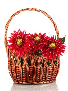 güzel kırmızı dahlias sepette beyaz izole