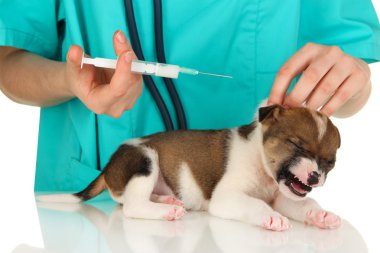 güzel köpek yavrusu üzerinde beyaz izole veteriner tarafından kontrol