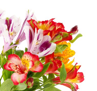 Alstroemeria flowers isolated on white clipart