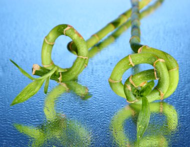 güzel bambu dalları mavi zemin üzerine