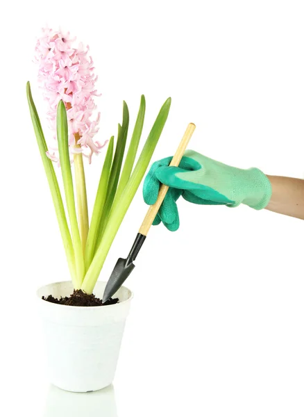 Beautiful hyacinth in flowerpot and gardener's hand (conceptual photo flower care), isolated on white — Stock Photo, Image