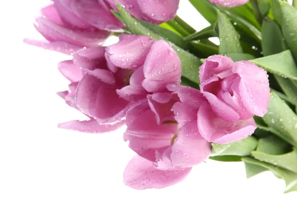 Krásnou kytici fialové tulipány, izolované na bílém — Stock fotografie