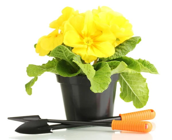 Beautiful yellow primula in flowerpot, isolated on white — Stock Photo, Image