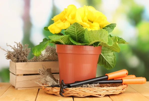 Bella primula gialla in vaso da fiori su tavolo di legno su sfondo verde — Foto Stock
