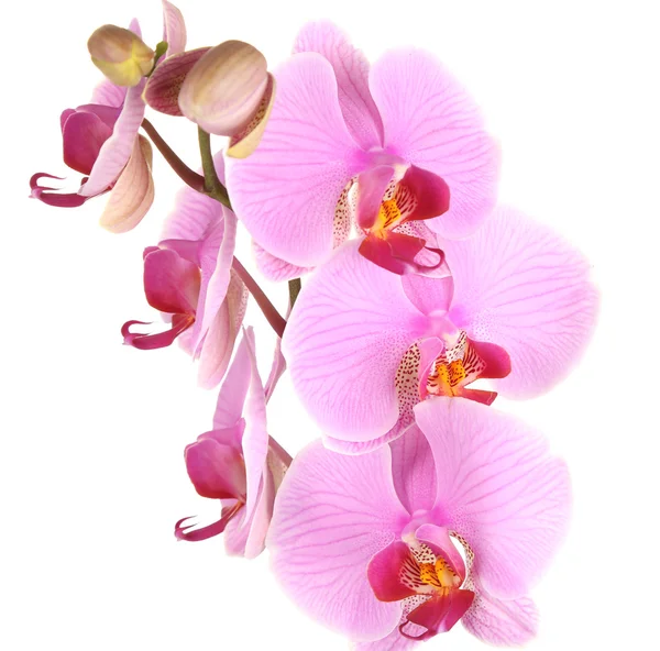 Jemný krásnou orchidej izolovaných na bílém — Stock fotografie