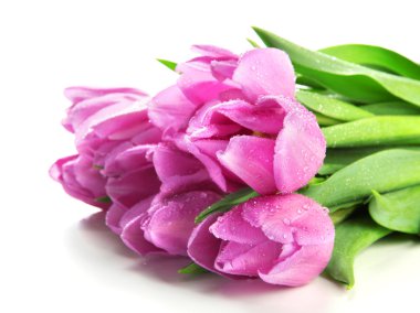 güzel beyaz izole mor Lale buketi