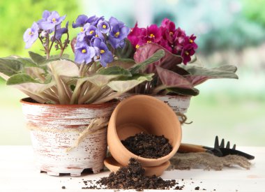 parlak saintpaulias ve doğal zemin üzerine Bahçe aletleri