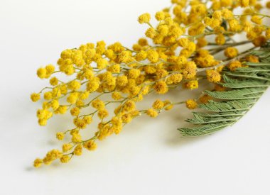 dallar üzerinde beyaz izole Mimoza çiçek