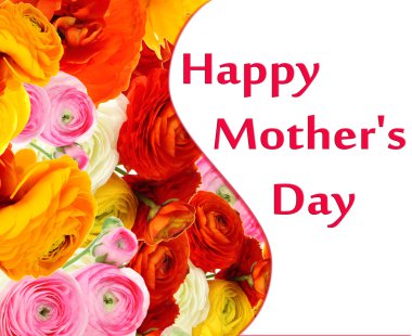 Düğünçiçeği (Farsça düğünçiçekleri), üzerinde beyaz izole