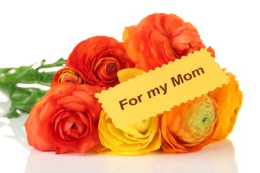 Anneler günü için üzerinde beyaz izole Düğünçiçeği (Farsça düğünçiçekleri)