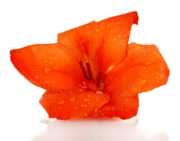 Beautiful bud of orange gladiolus isolated on white close-up — Stock Photo, Image