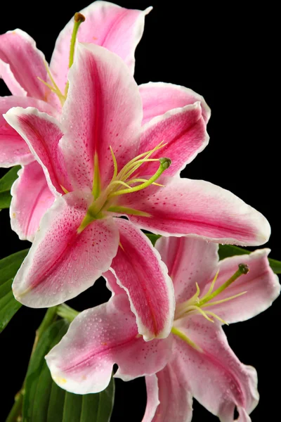 Beautiful pink lily, on black background — Stock Photo, Image