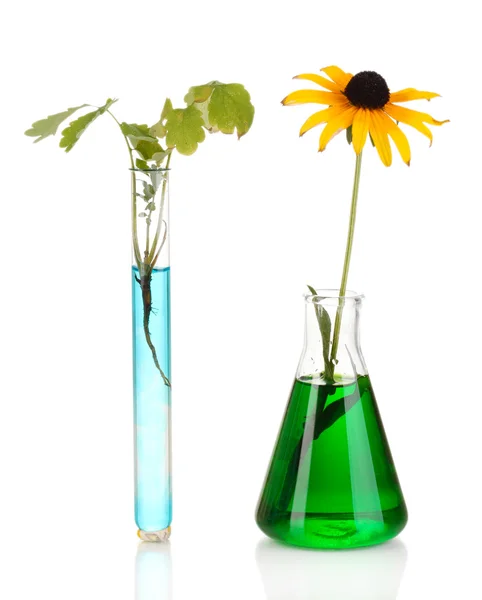 Plant in reageerbuis in kleurrijke oplossing geïsoleerd op wit — Stockfoto