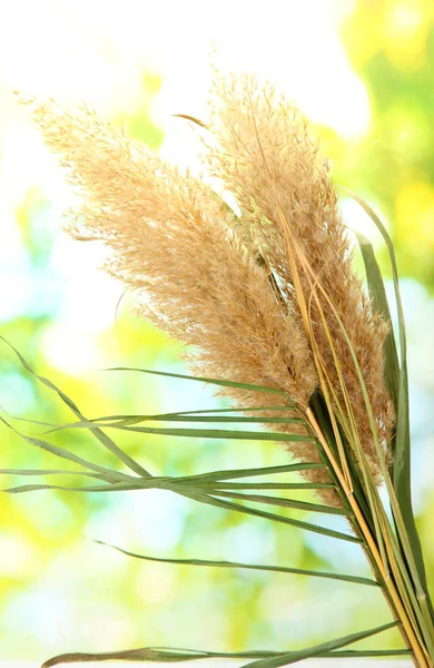 Reeds on green background — Stock Photo, Image