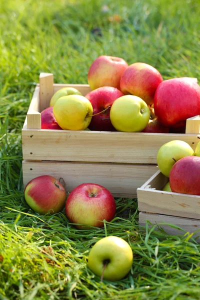 Krates van vers rijp appels in tuin op groen gras — Stockfoto