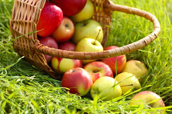 Basket of fresh ripe apples in garden on green grass — Stock Photo, Image