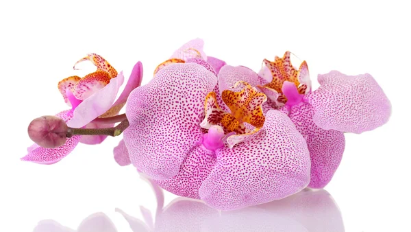 Schöne rosa Orchidee, isoliert auf weiß — Stockfoto