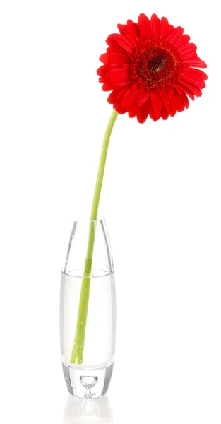 Hermosa gerbera en jarrón aislado en blanco — Foto de Stock