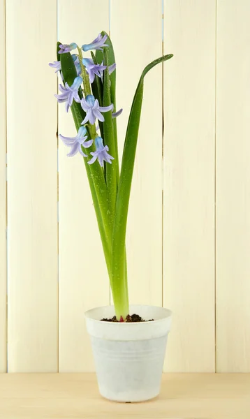 Schöne Hyazinthe im Blumentopf, auf Holzgrund — Stockfoto