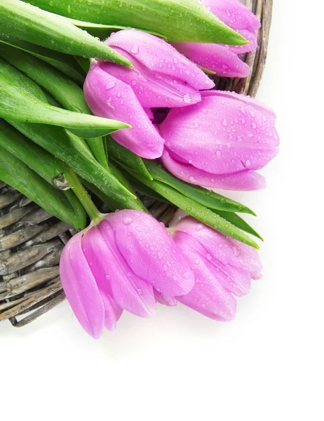 Schöner Strauß lila Tulpen, isoliert auf weiß — Stockfoto