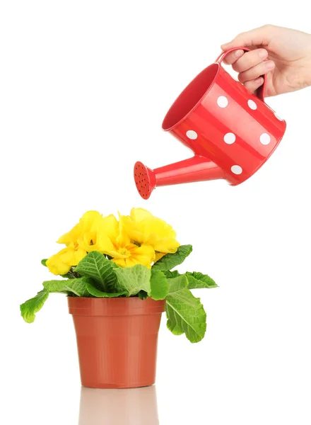 Beautiful yellow primula in flowerpot and watering can, isolated on white — Stock Photo, Image