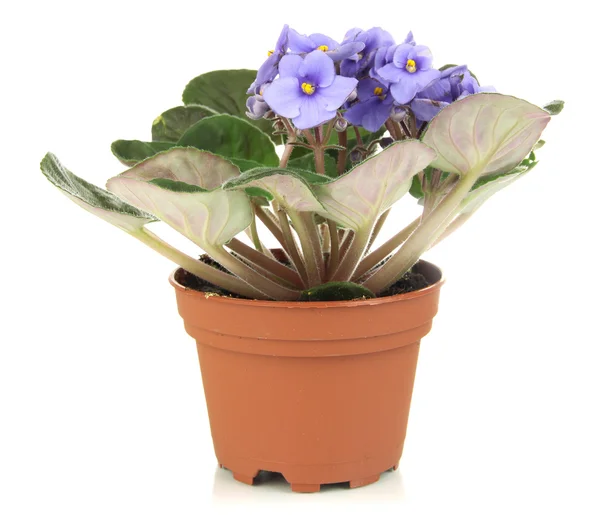 Saintpaulia brilhante em vaso de plantas, isolado em branco — Fotografia de Stock
