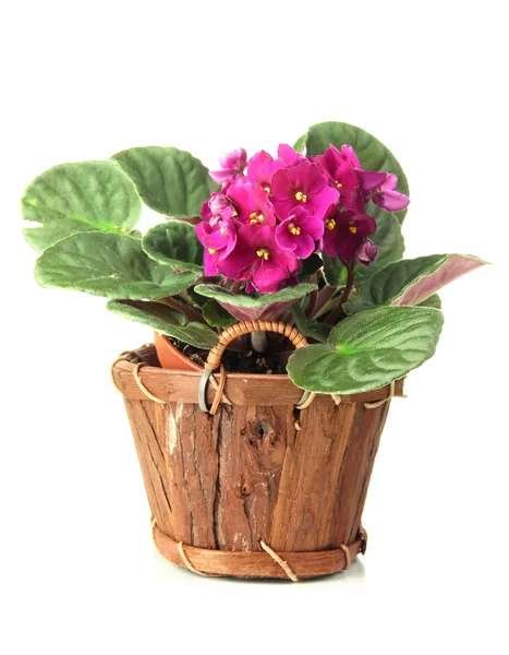 Bright saintpaulia in wooden flowerpot, isolated on white — Stock Photo, Image