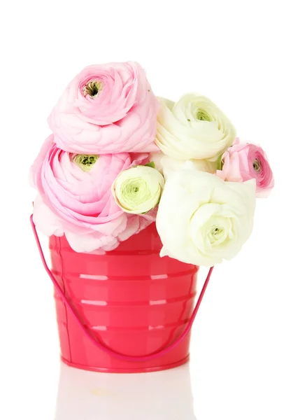 Ranunculus (persian luercups) in pail, isolated on white — стоковое фото