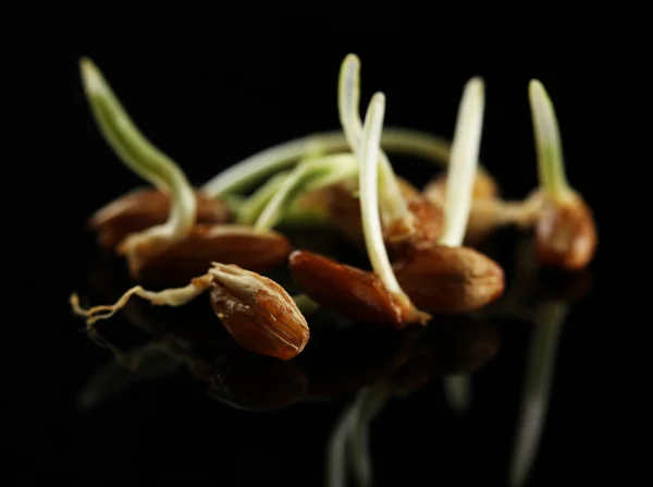 Wheat germs, on black background — Stock Photo, Image