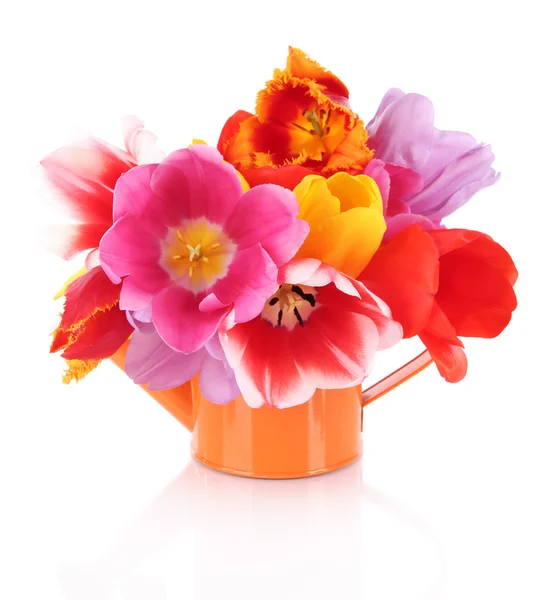 Beautiful tulips in bouquet isolated on white — Stock Photo, Image