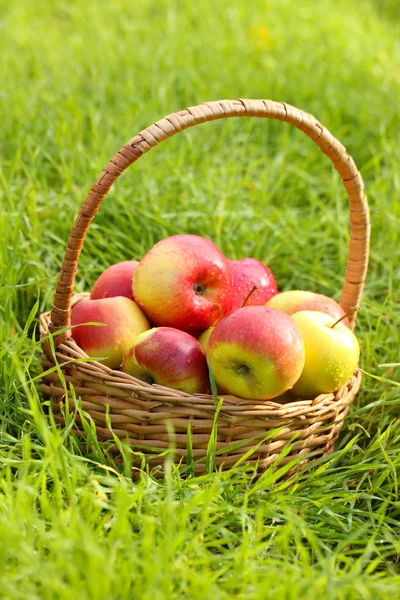 Korb mit frischen reifen Äpfeln im Garten auf grünem Gras — Stockfoto