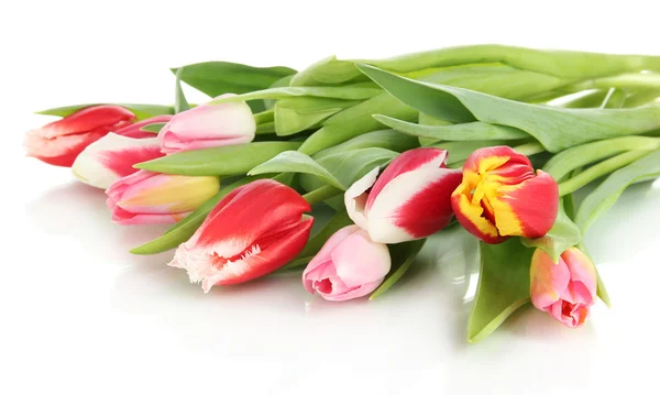 Bei tulipani in secchio isolato su bianco — Foto Stock