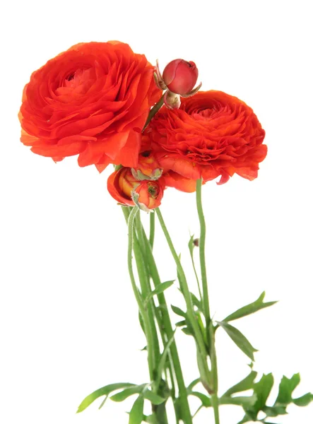 Ranunculus (persian buttercups), isolated on white — Stock Photo, Image