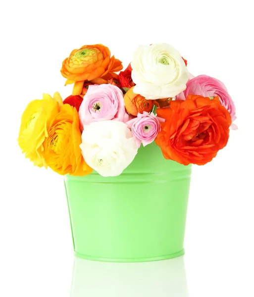 Ranunculus (persian buttercups) in pail, isolated on white — Stock Photo, Image