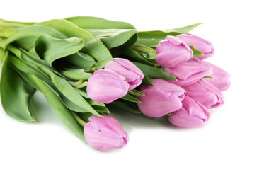 güzel beyaz izole mor Lale buketi