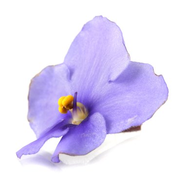 parlak Menekşe çiçeği, üzerinde beyaz izole