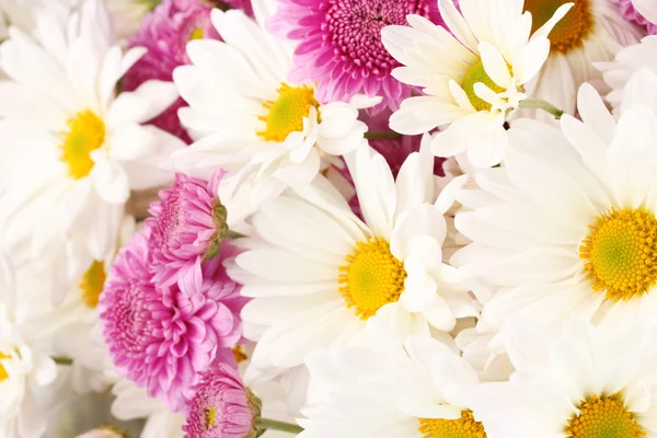 Bouquet of daisies isolated on white — Stock Photo, Image