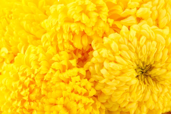 Bright yellow chrysanthemums, close up — Stock Photo, Image